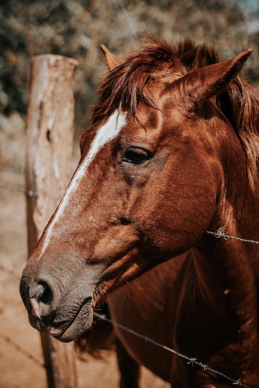 brown horse | owning a horse