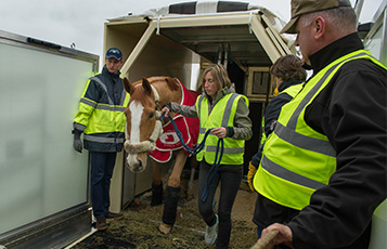 50 thoroughbreds were flown in exceptional comfort on Qatar Airways Cargo’s Boeing 777 freighter, chartered from Amsterdam to Omaha.