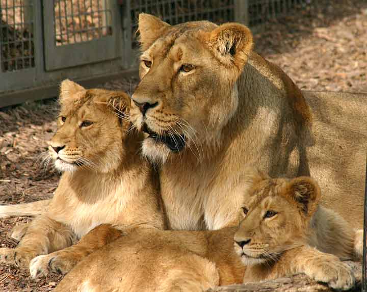 Kingdom of lions: lion pictures