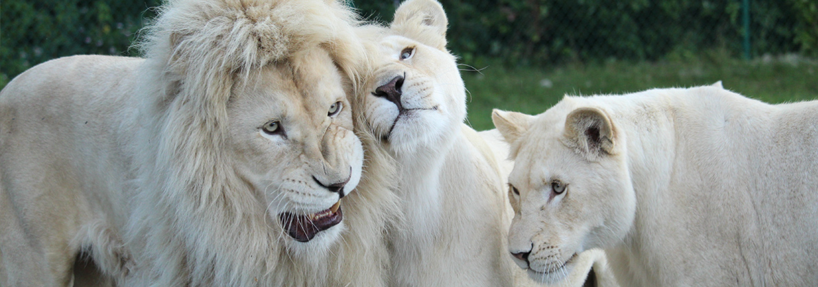 African Lion Safari Canada S Original Safari Adventure