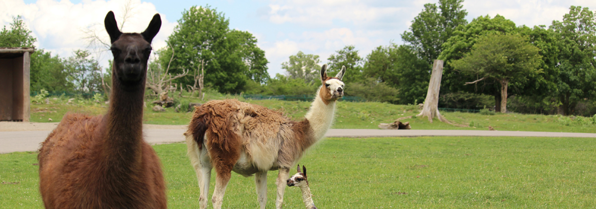 African Lion Safari Canada S Original Safari Adventure