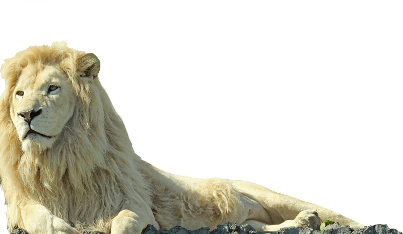 Attractions African Lion Safari Cambridge Ontario