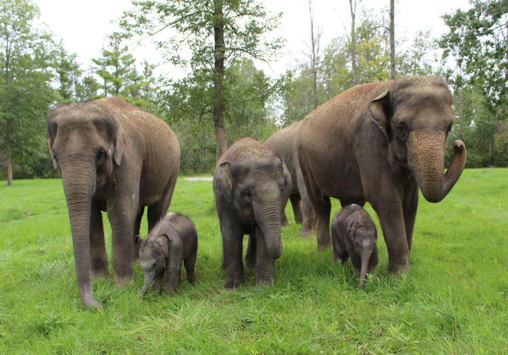Two Baby Elephants African Lion Safari Cambridge Ontario