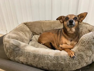 stay and play pet resort grand forks nd home on stay and play pet resort grand forks nd