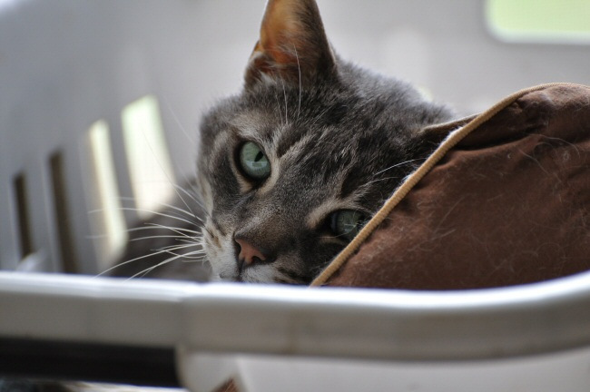 Zeus in the laundry