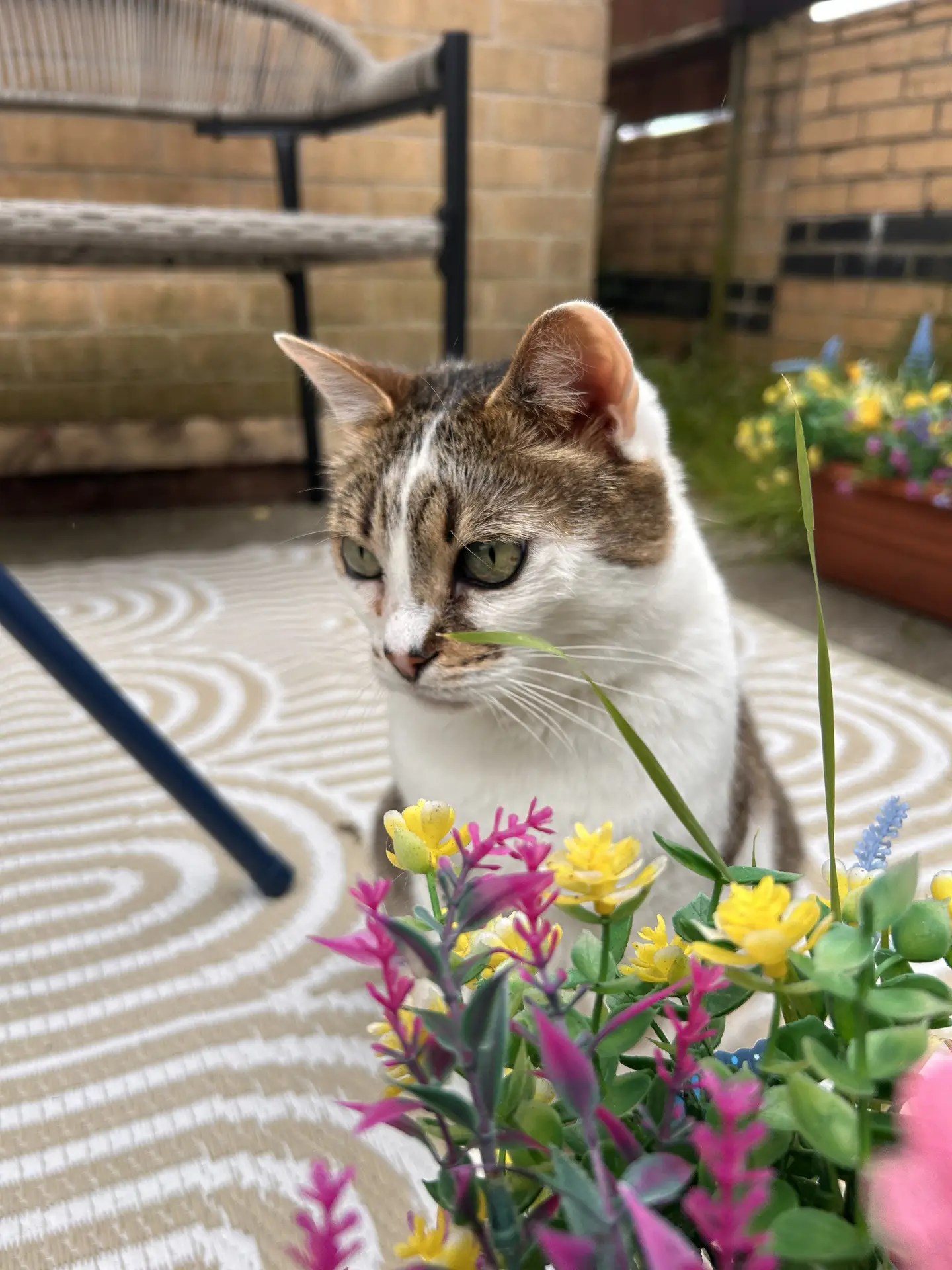 Tabby and White Cat called Skittles