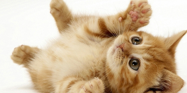 Ruyada Tavsan Gormek Anlami Ve Tabiri Ruyada Beyaz Tavsan Gormek Yakalamak Ve Yemek Nedir Ne Anlama Gelir Ruya Tabirleri Haberleri