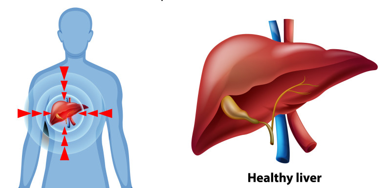El hígado es el mayor órgano interno del cuerpo humano y se sitúa en la parte superior derecha de la cavidad abdominal.