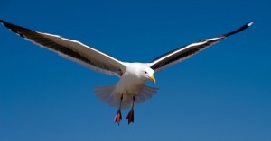 seagull flying seagulls gaviota flight sky andrewchen resucita gull gulls startup confessions facts bird crazy animal birds fligh desktop golpeada