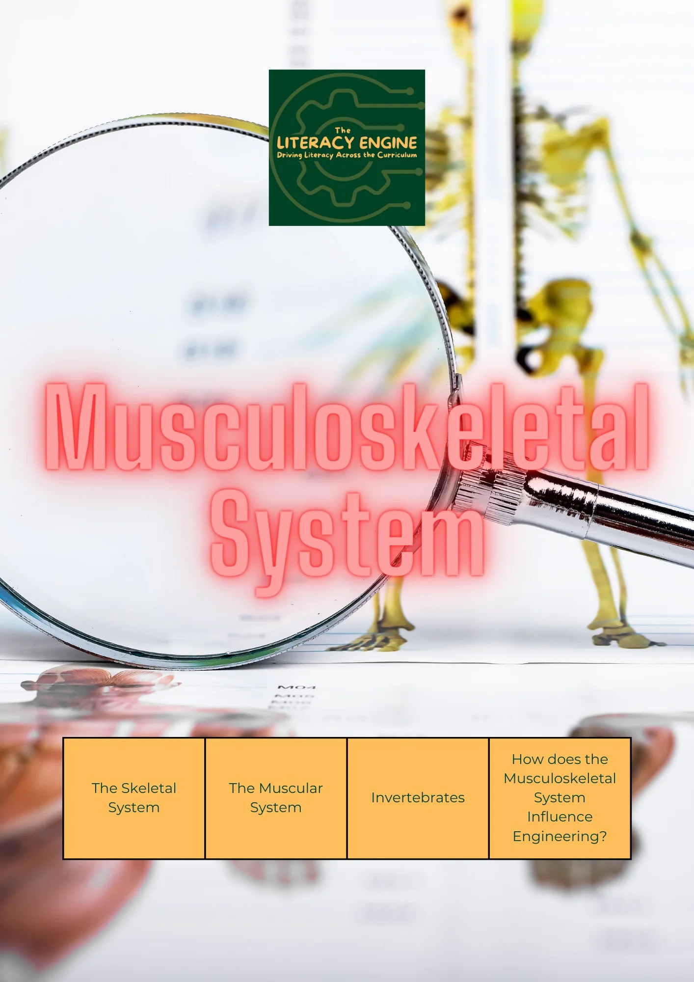 12. Musculoskeletal System