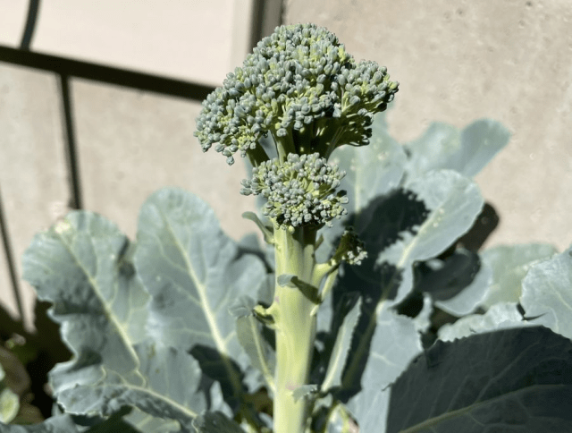 Single broccoli florets