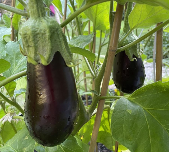 Eggplant
