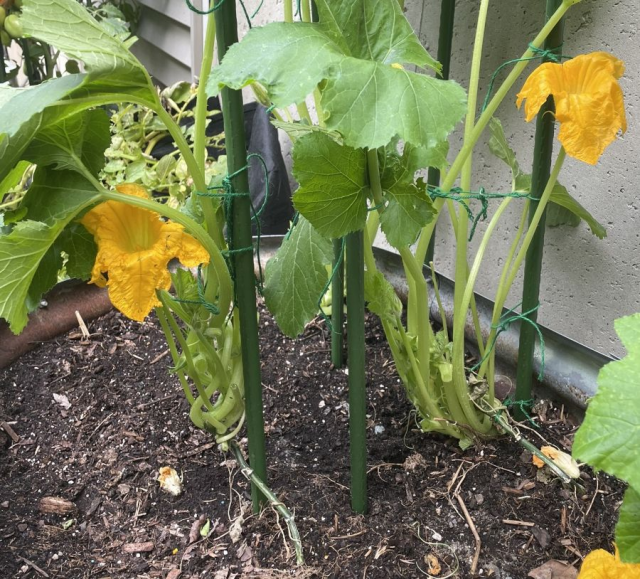 Staked squash
