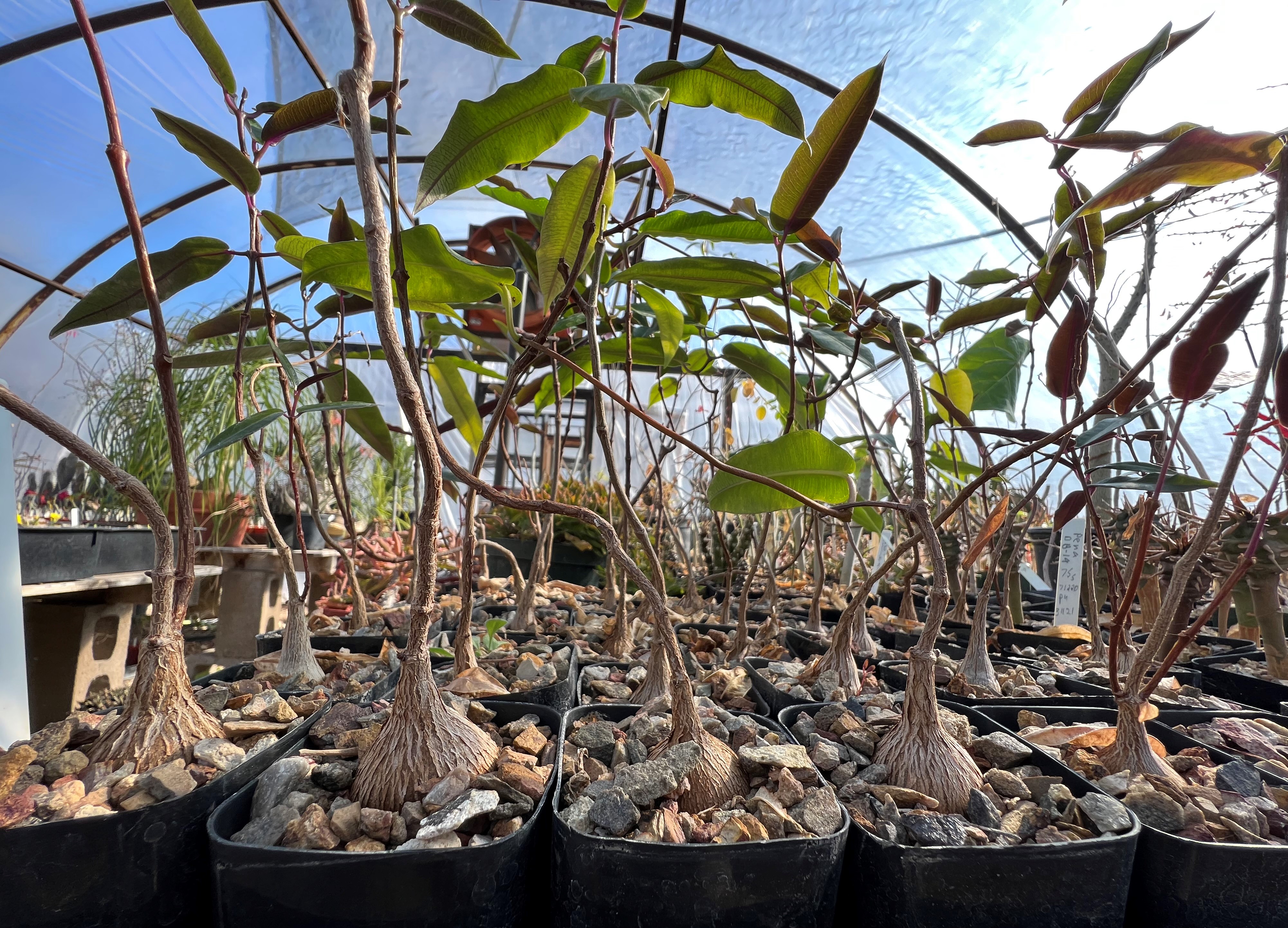 Petopentia natalensis