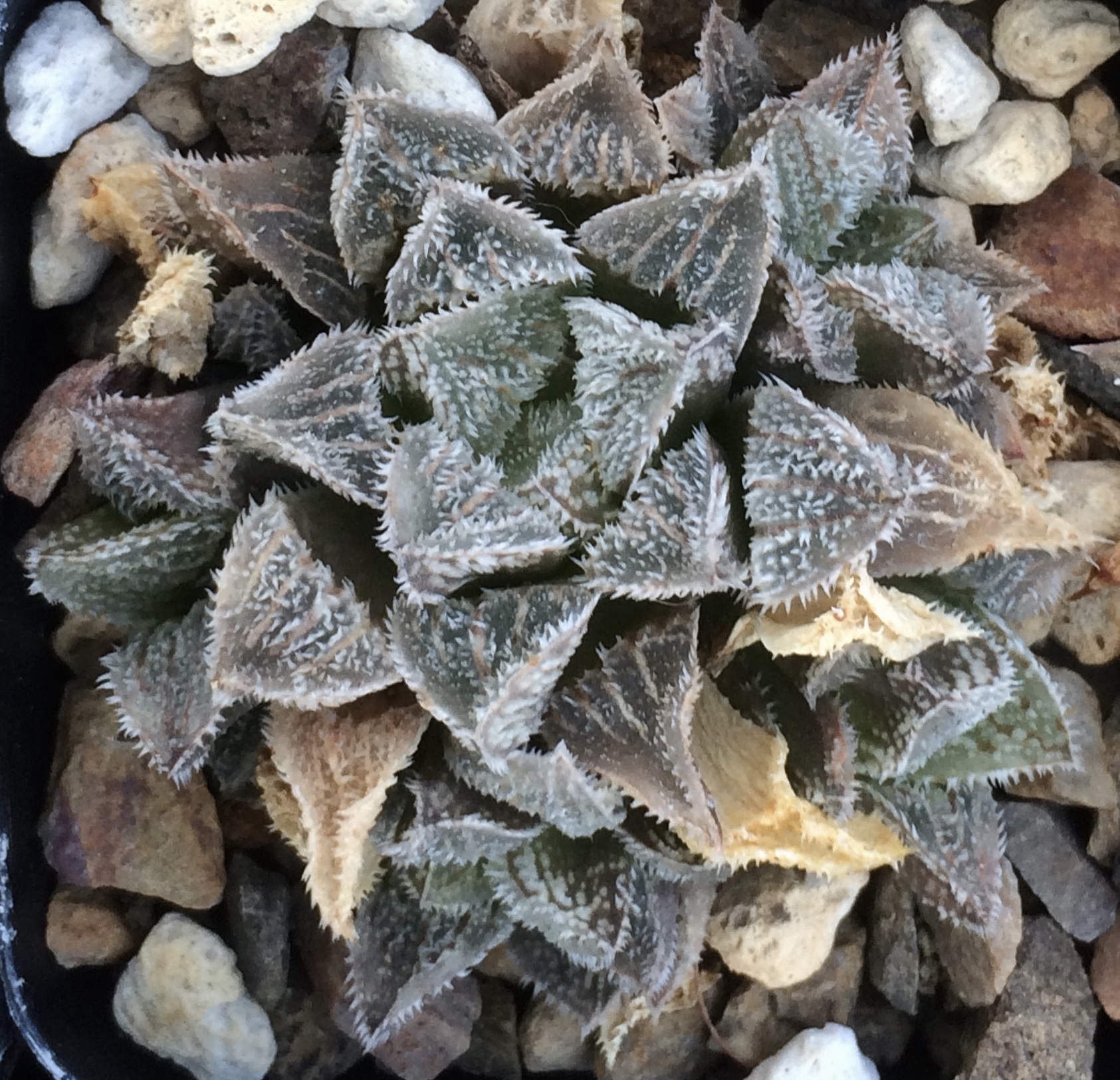Haworthia kegani