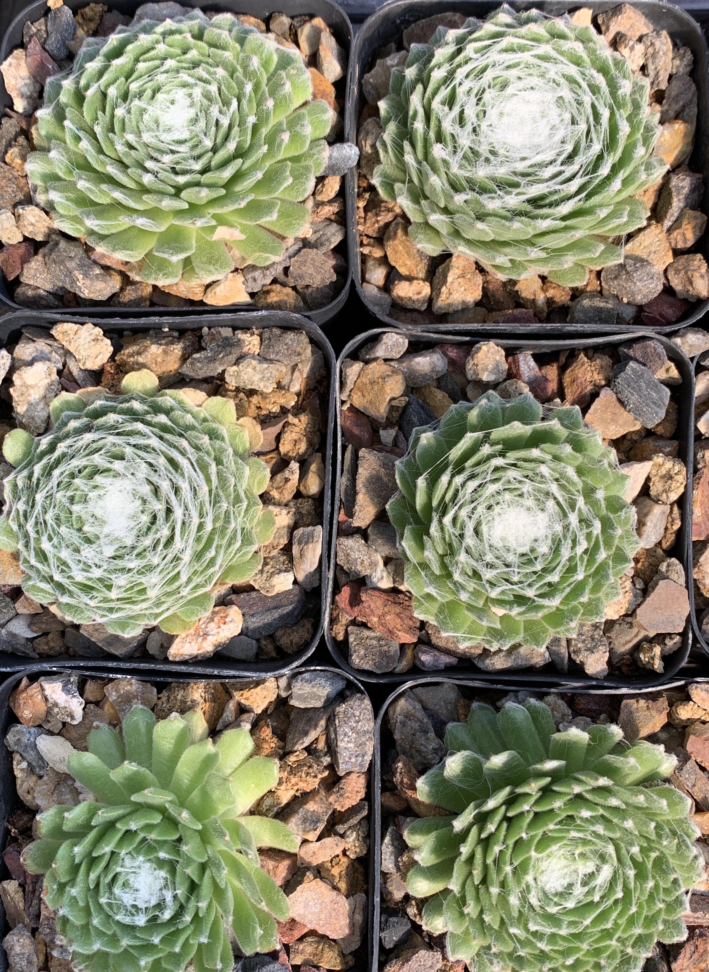 Sempervivum arachnoidum