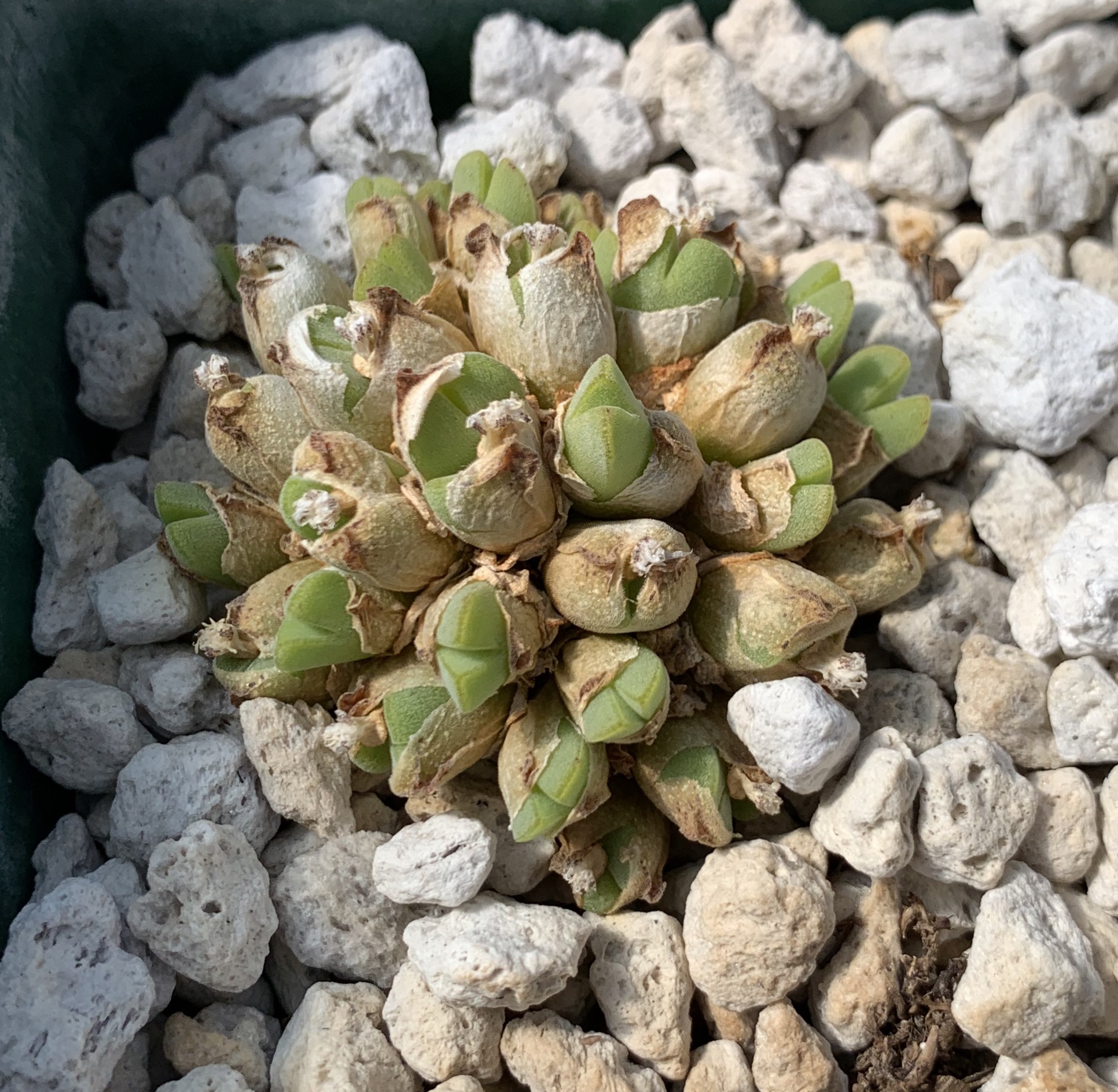 New Views of the Genus Conophytum コノフィツム The genus Conophytum: A conograph by Steven Hammer | Goodreads