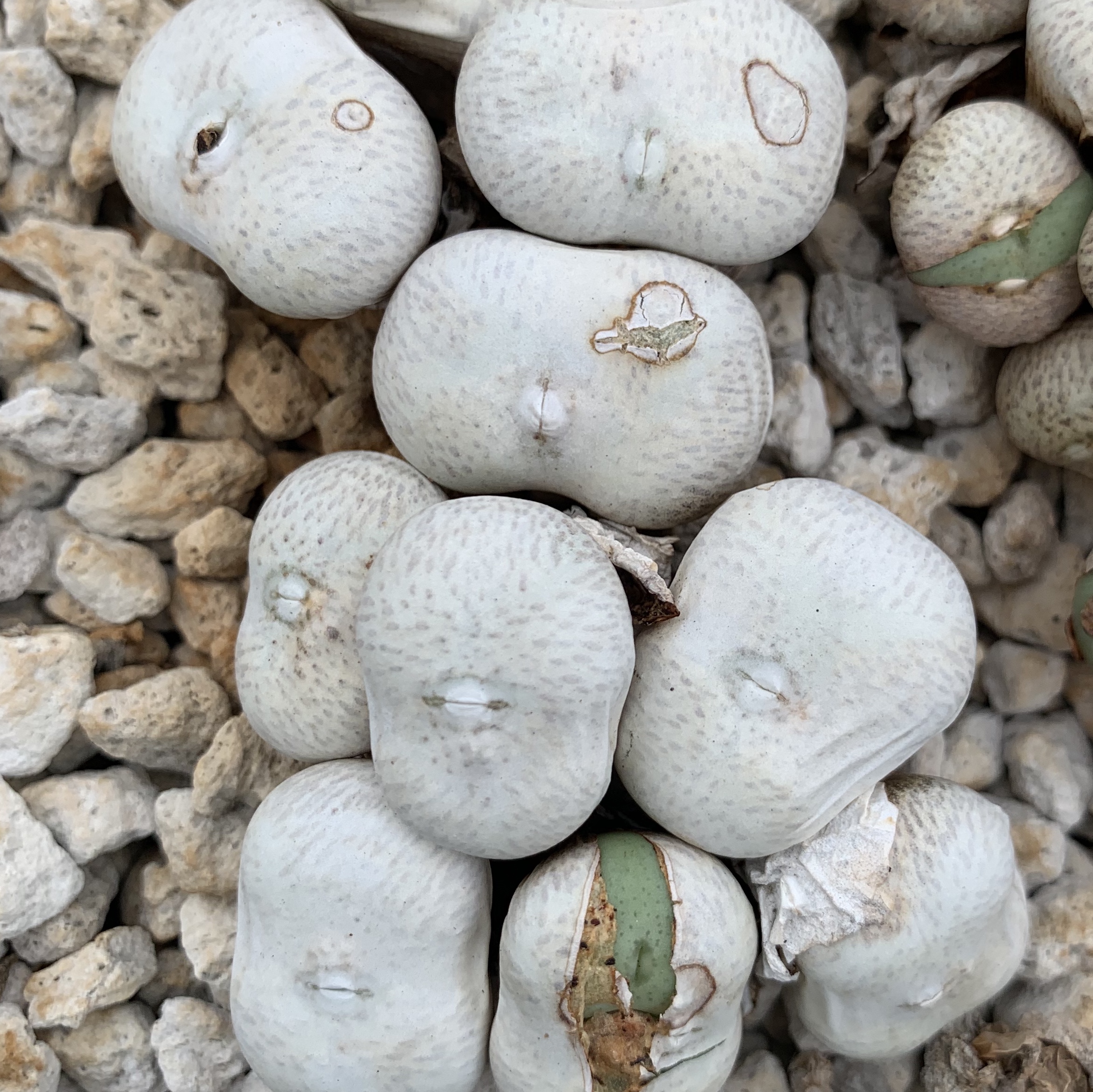 Conophytum - Lithops Living Stones Nursery