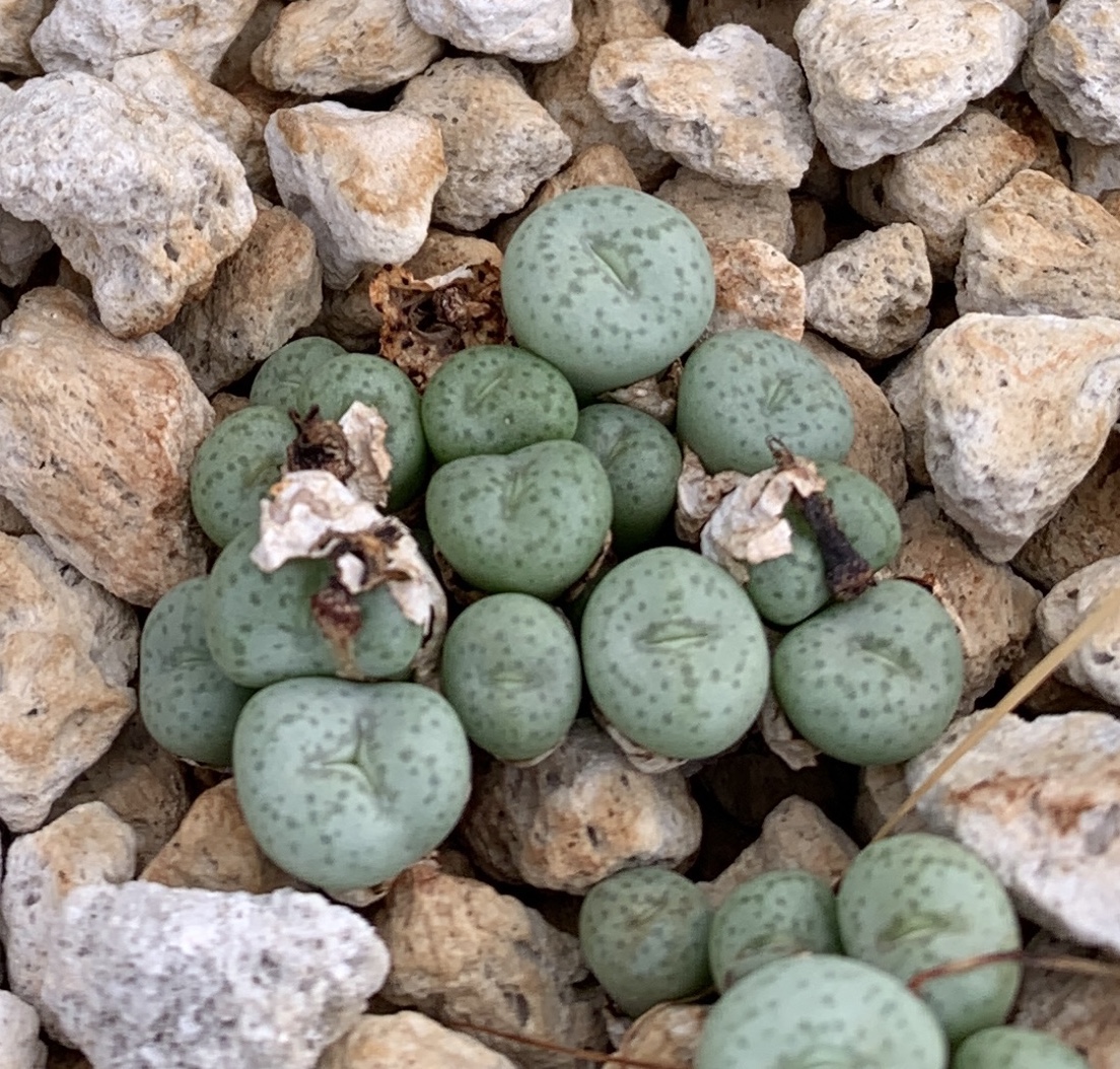 New Views of the Genus Conophytum コノフィツム s-l400.jpg