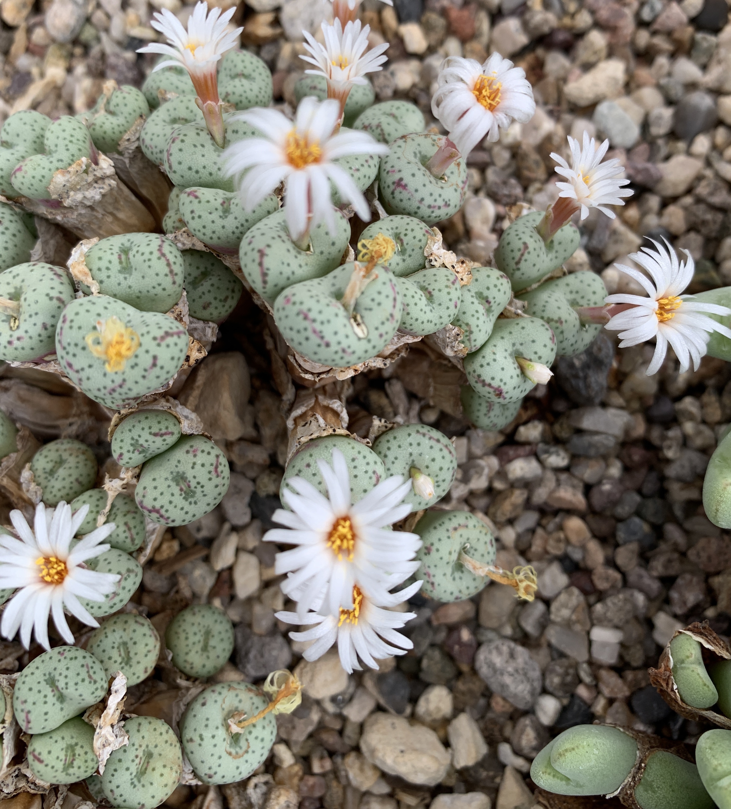 Conophytum - Lithops Living Stones Nursery