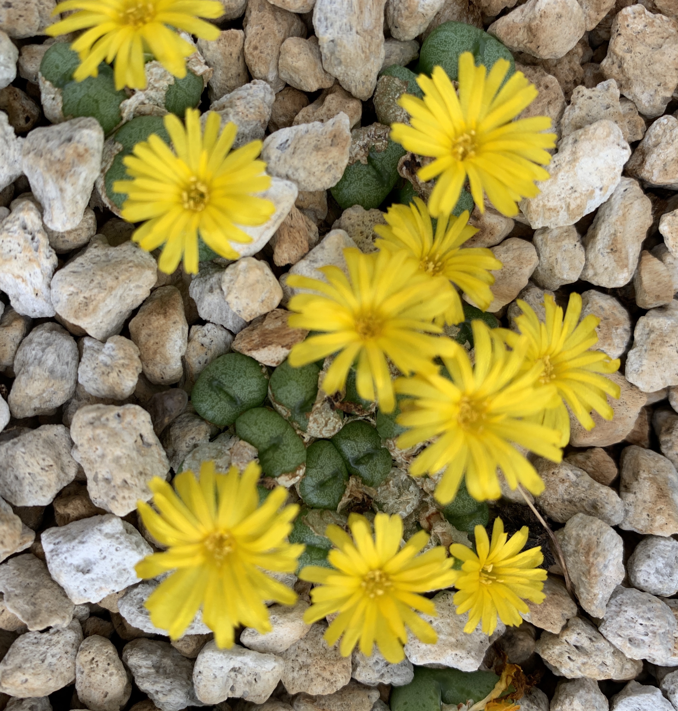 New Views of the Genus Conophytum コノフィツム Dumpling And His Wife: New Views Of The Genus Conophytum