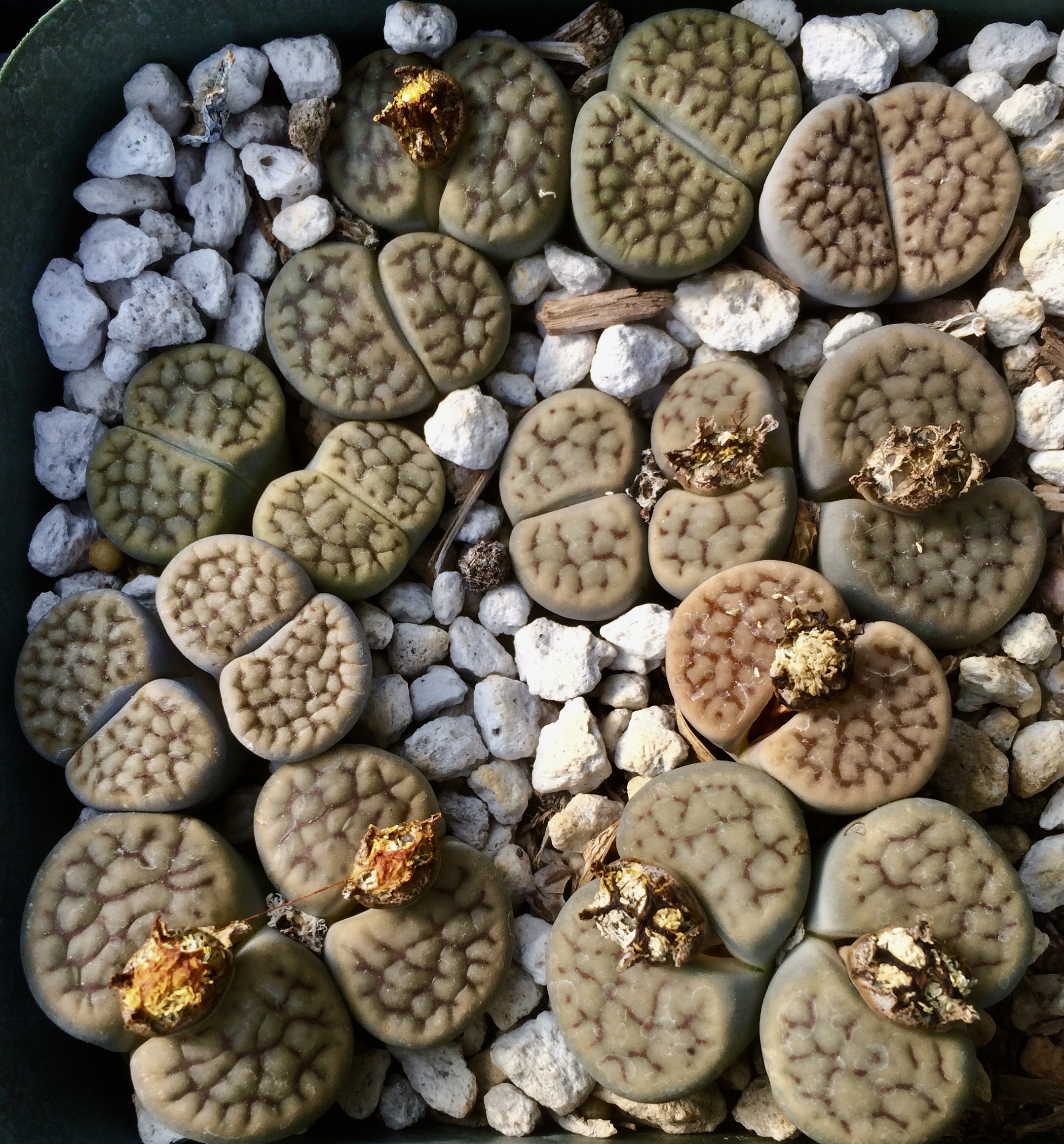 Lithobs Lithops - Lithops Living Stones Nursery