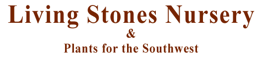 Lithops Living Stones Nursery logo