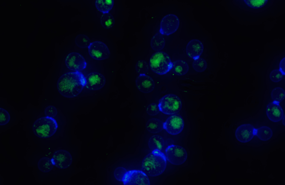 FPR1-GFP