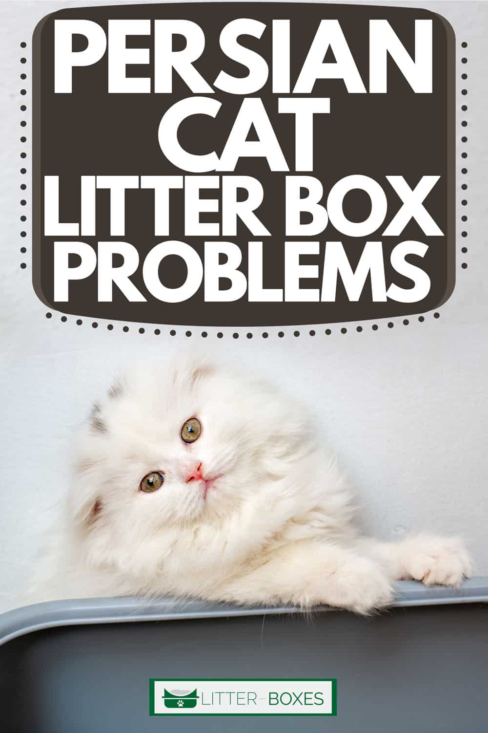 Cat owners agree on the fact that it's convenient that they don't have to train their cat where to go to the bathroom. Persian Cat Litter Box Problems Litter Boxes Com