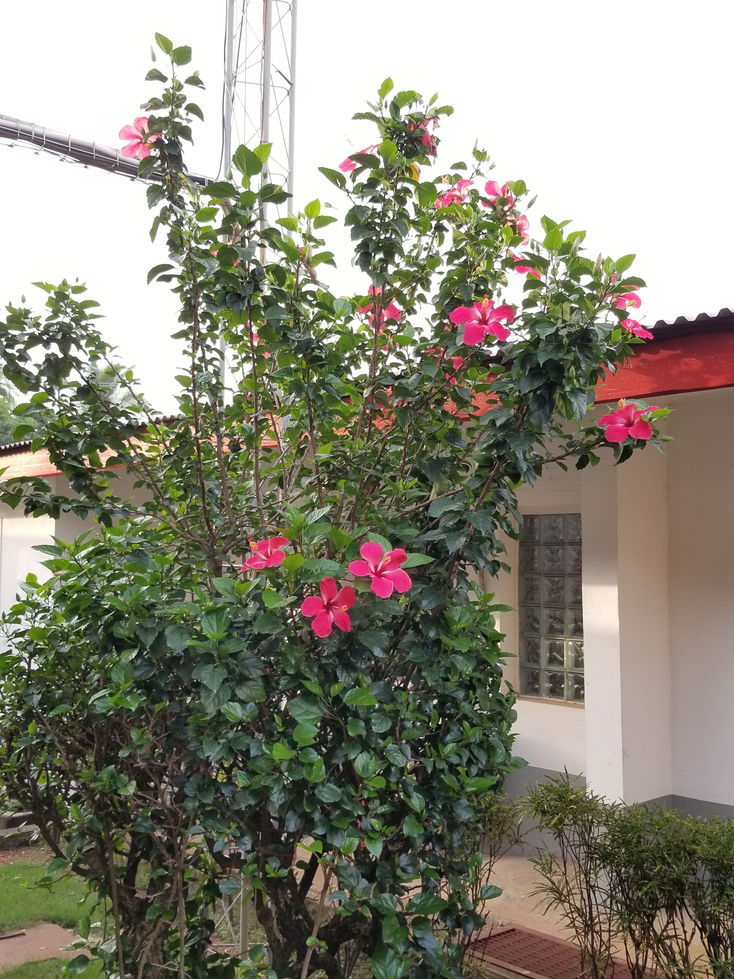 The hospital has wonderfully maintained gardens. Sierra Leone, 2017.