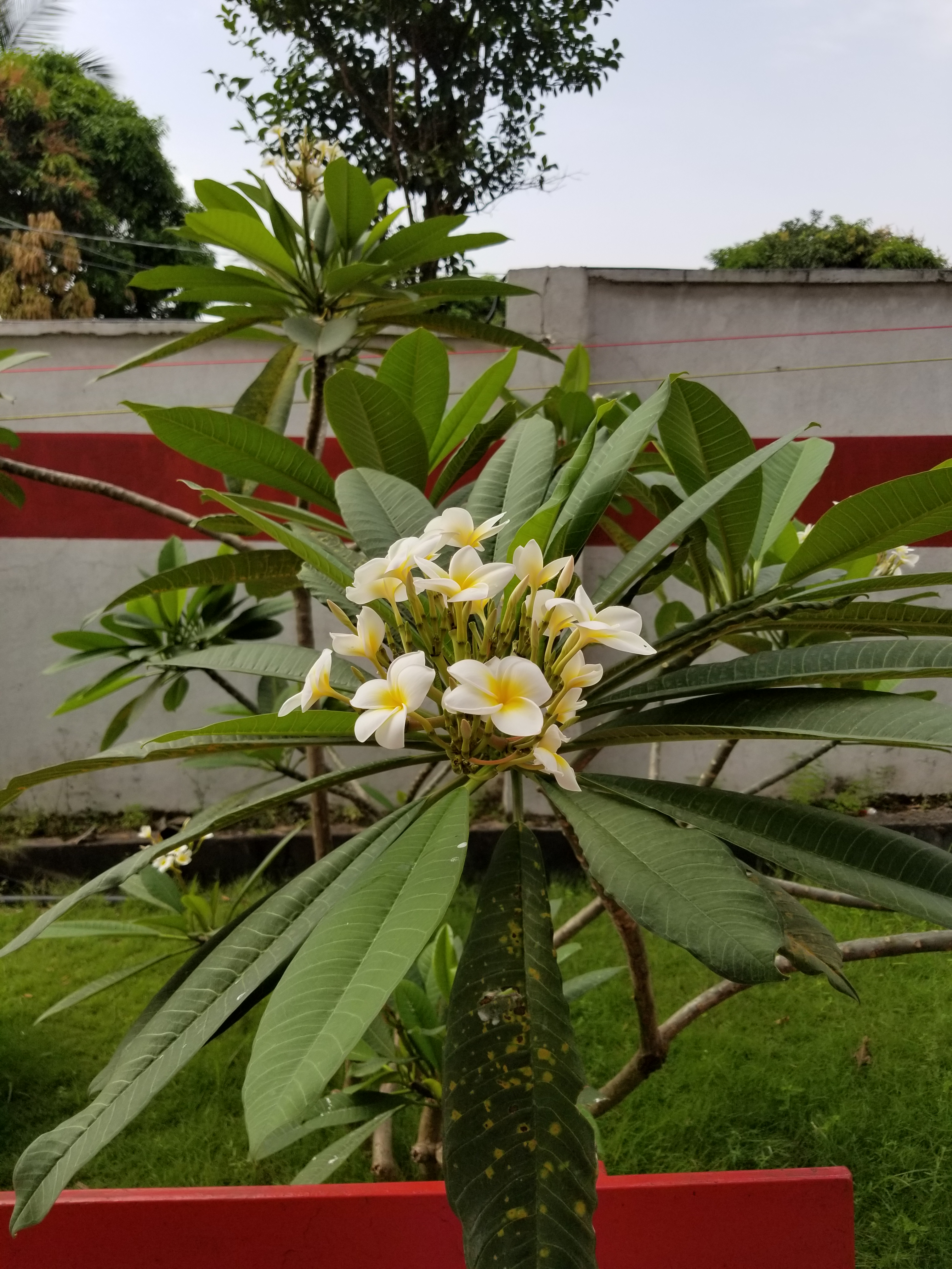The hospital has wonderfully maintained gardens. Sierra Leone, 2017.