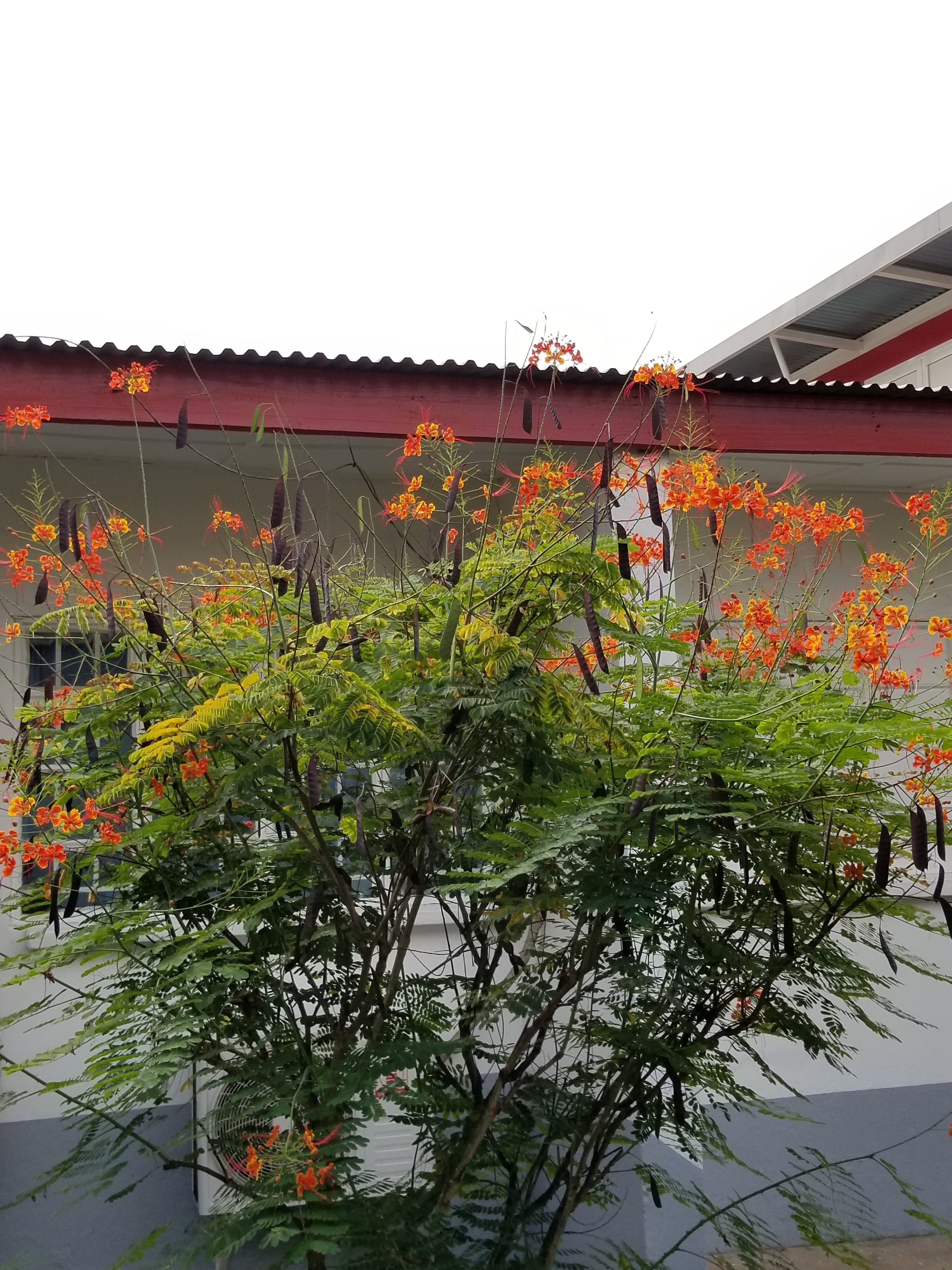 The hospital has wonderfully maintained gardens. Sierra Leone, 2017.