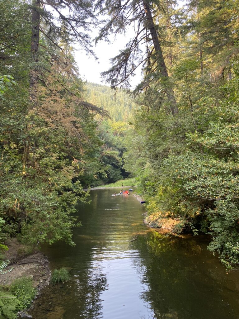 Swimming Hole surrounded by pines