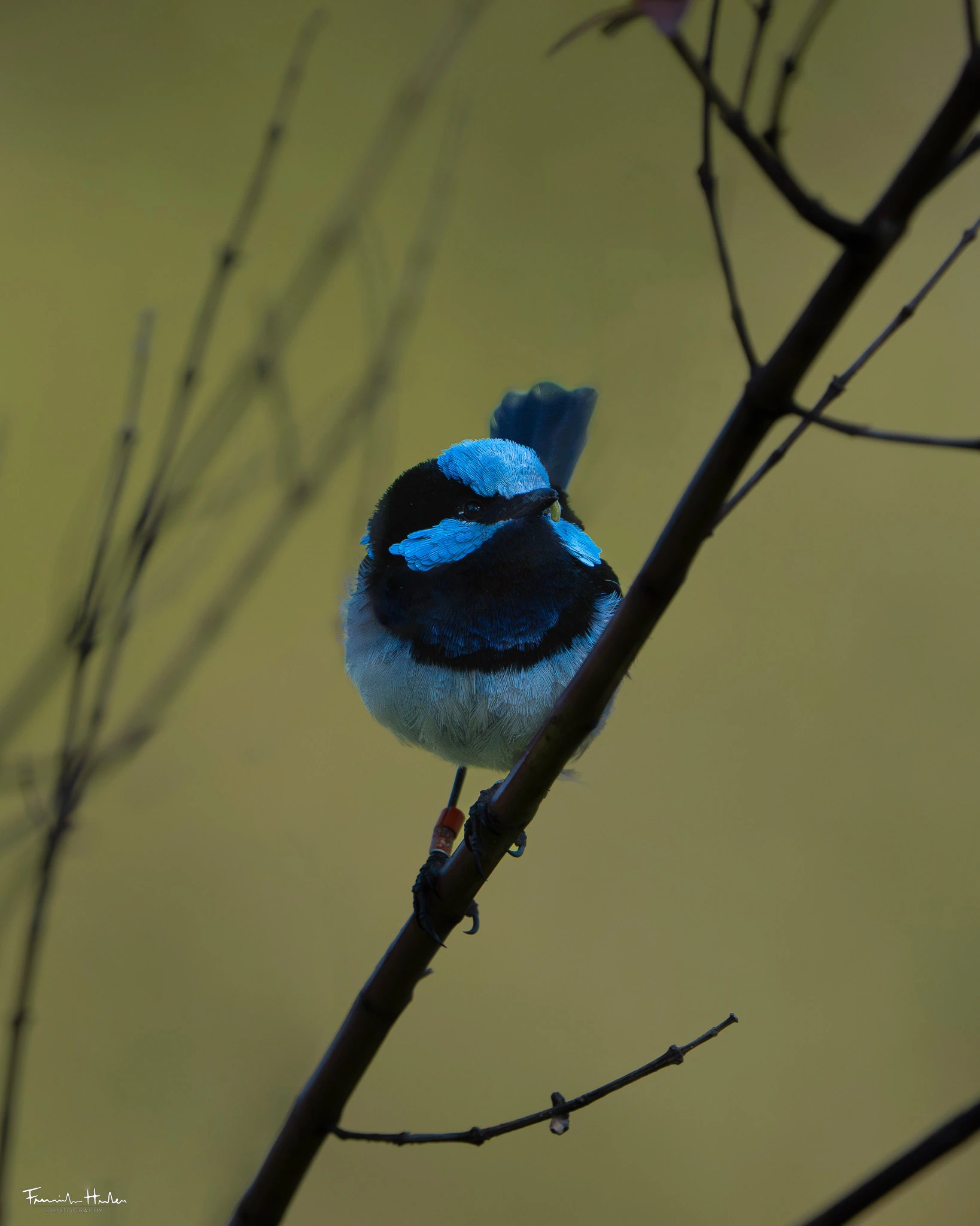 Superb Fairy-Wren Population at Risk: Climate Change Predicted to Cause Extinction in Decades (2026)