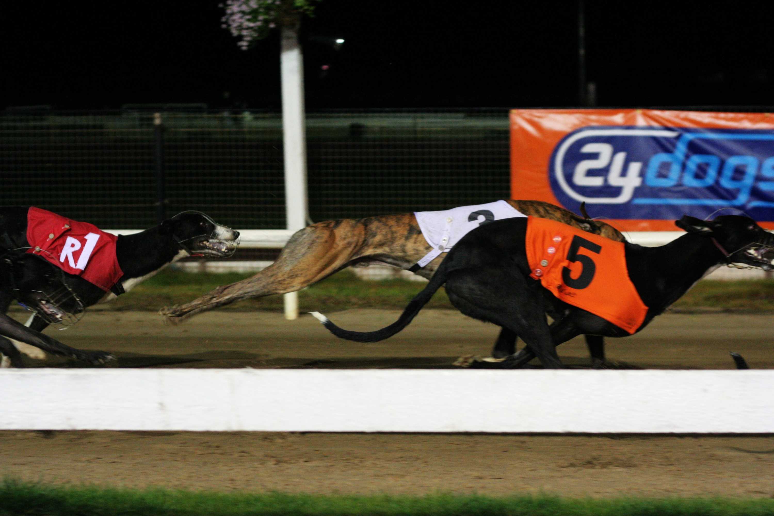 Trainer's $40K Compensation Overturned: Greyhound Racing SA Wins Appeal (2026)