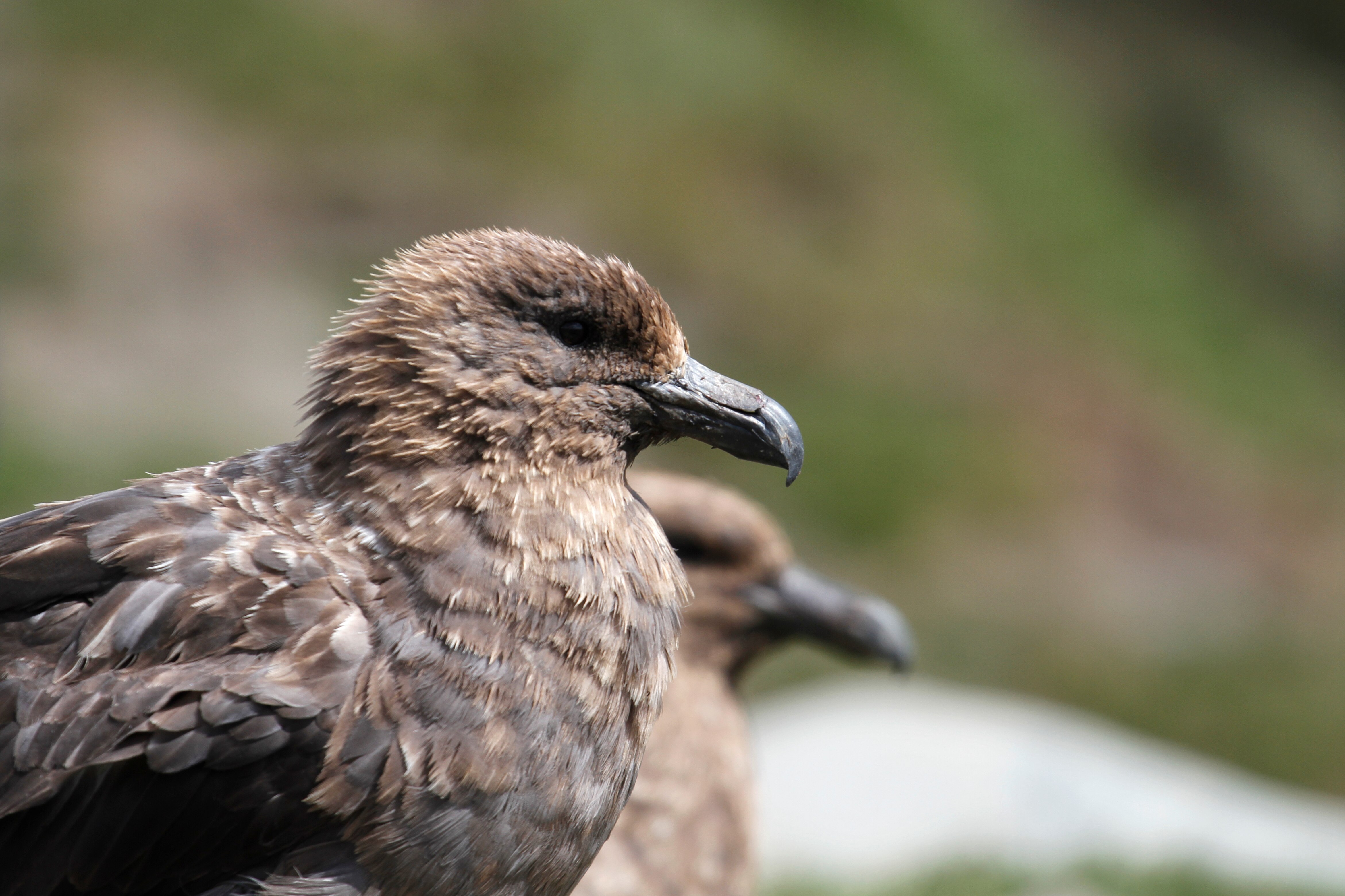 Tasmania's First H5N1 Bird Flu Case: What You Need to Know (2026)