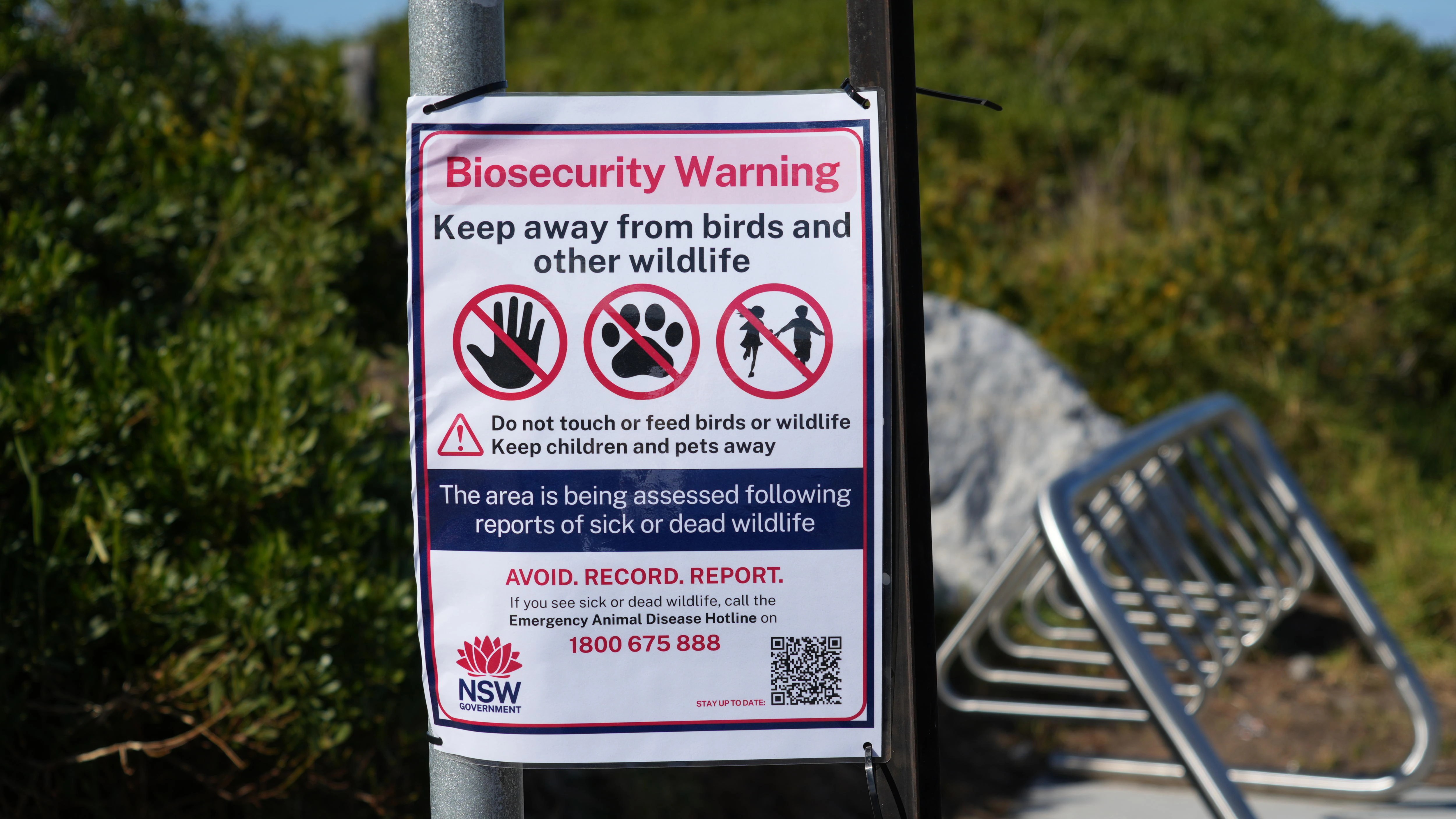 Bird Flu Crisis: Impact on Tourism, Hospitals, and Wildlife | Australia's Top Stories (2026)