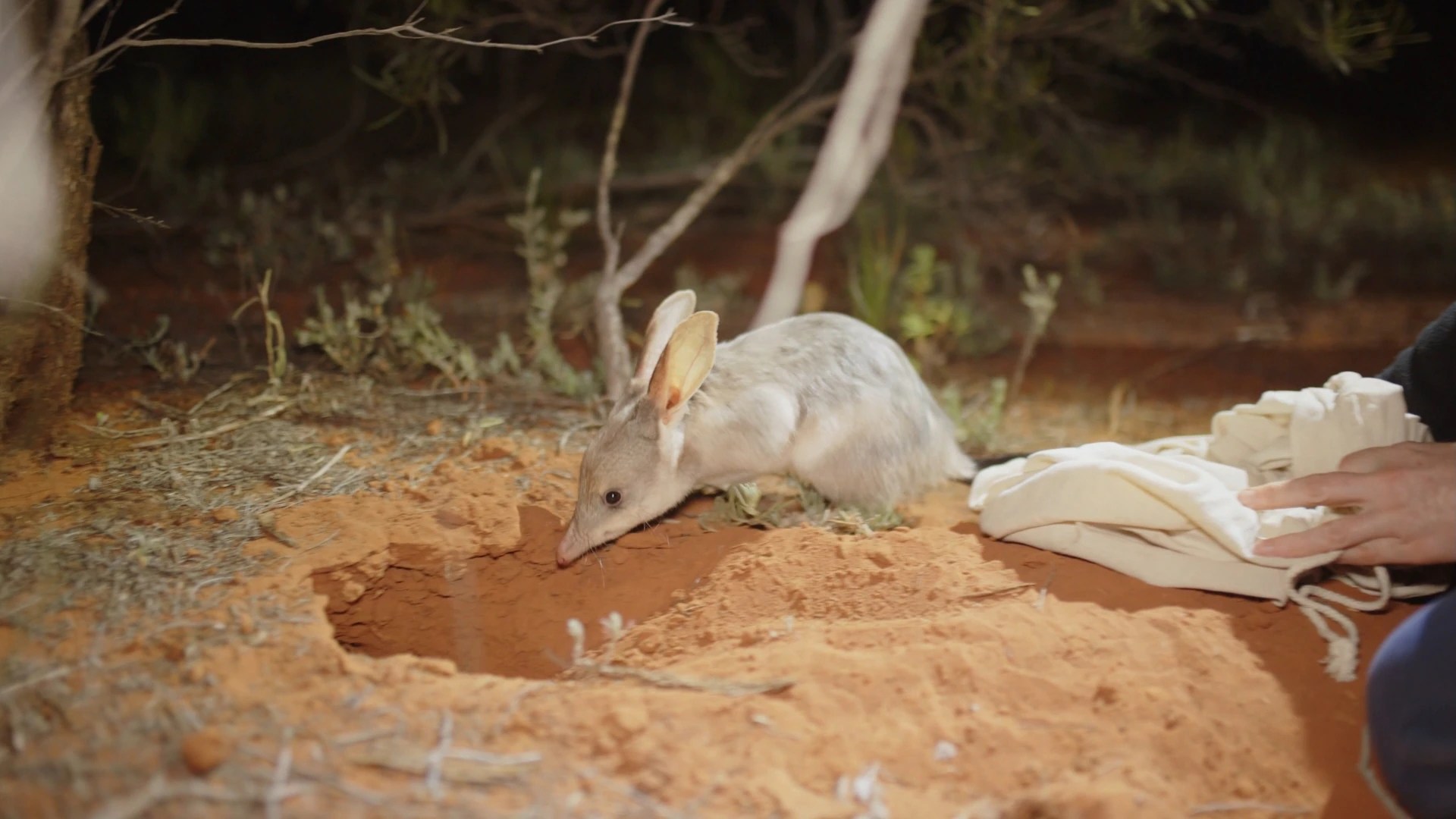 150 Bilbies Released in Queensland: Reviving an Extinct Species in Currawinya National Park! (2026)