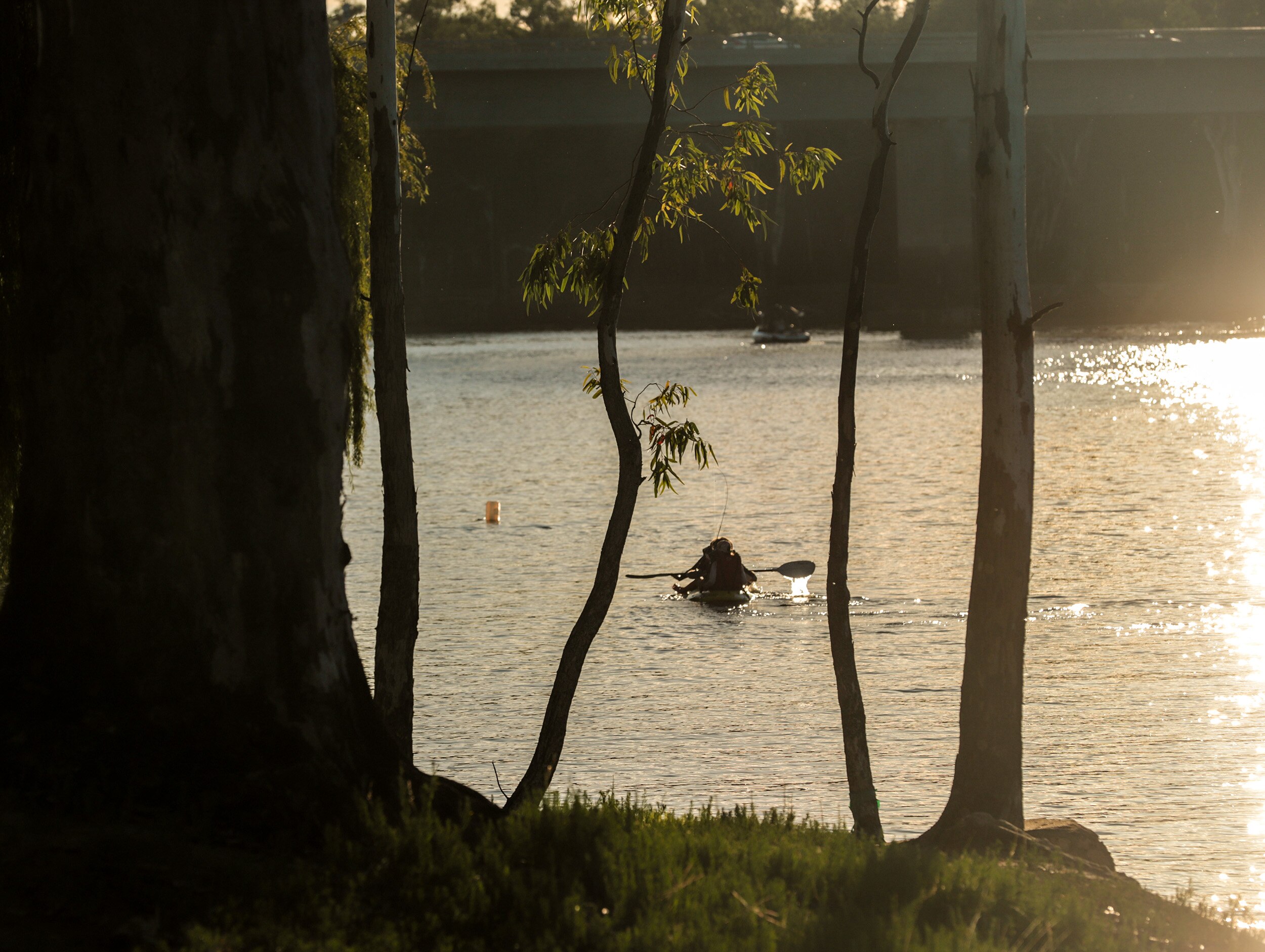 River Murray's Unexpected Revival: How Rain Transformed South Australia's Iconic River (2026)