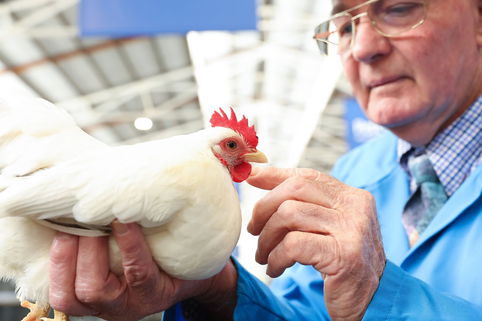 Melbourne Royal Show: Bird Flu Threatens Poultry Exhibitions (2026)