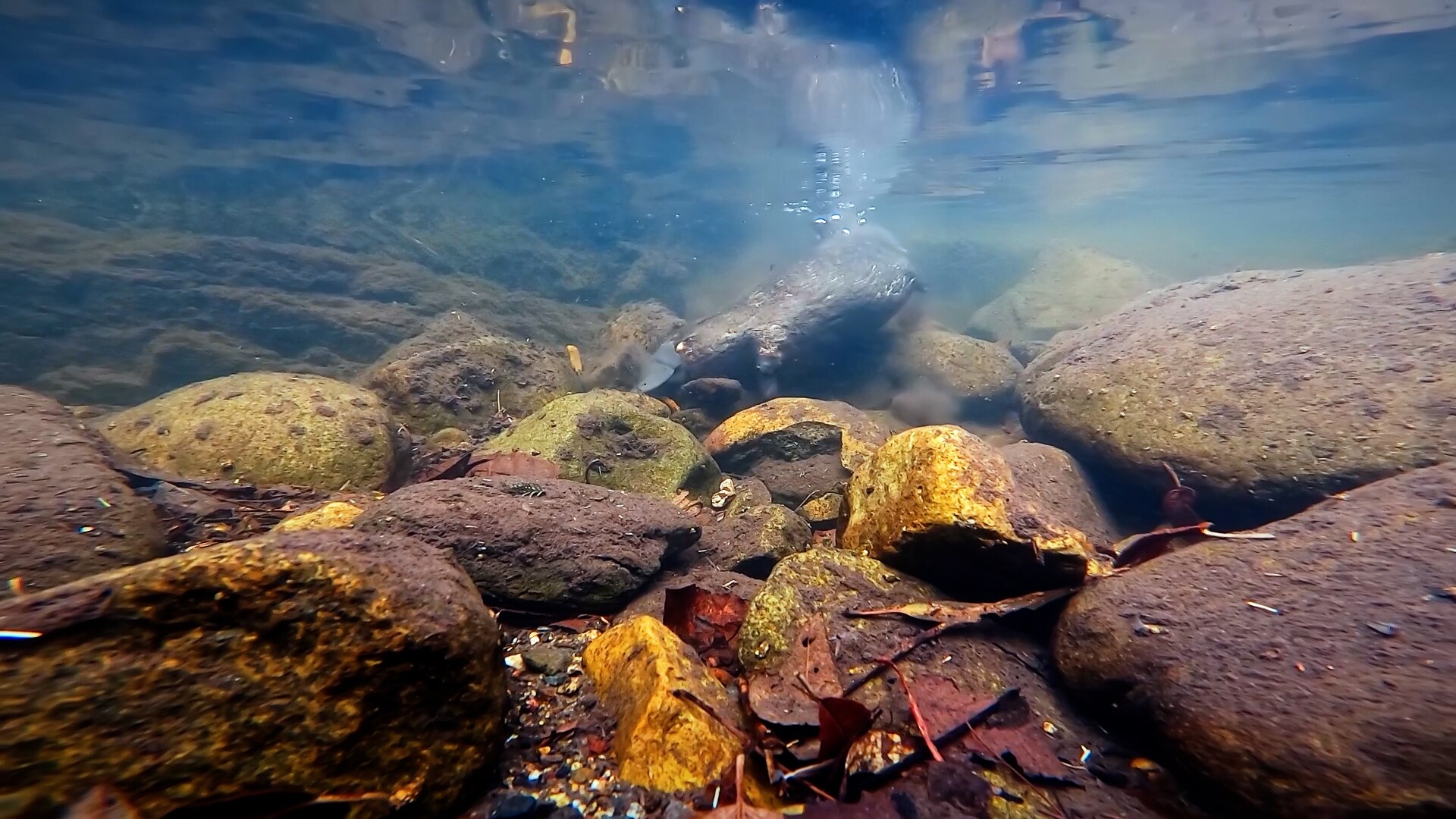 Platypus Surfacing Abc News - Download Modern Nature Pattern | Ultra HD