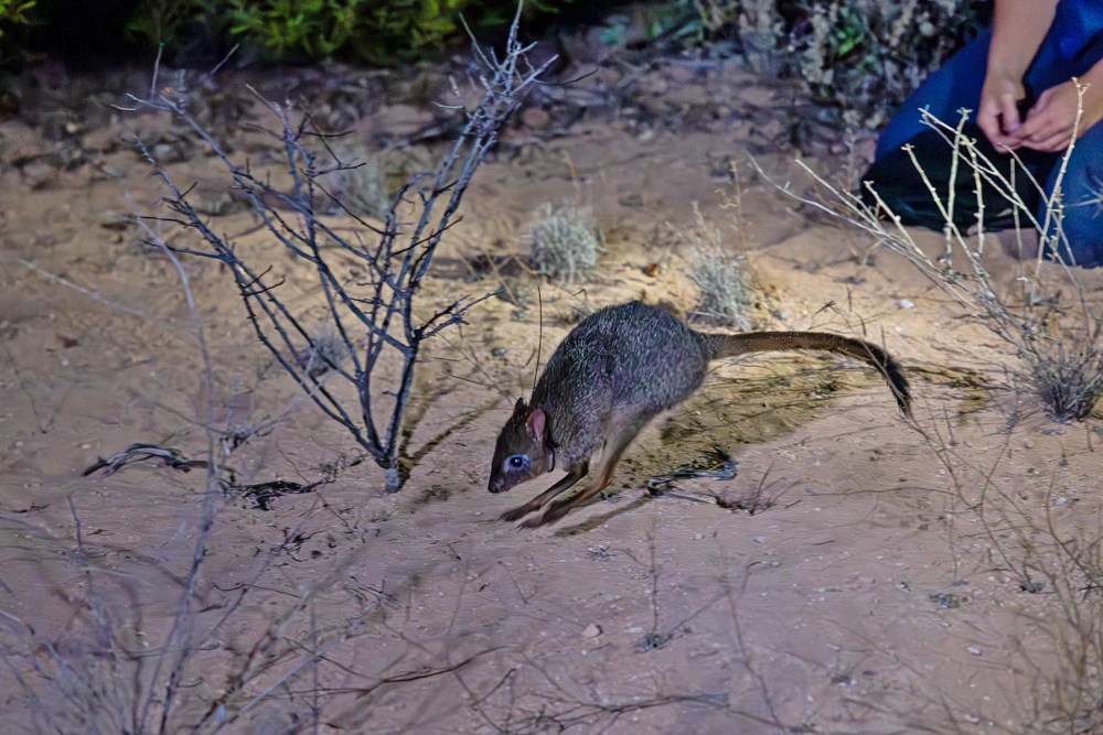 Bringing Back the Rat Kangaroos: A Conservation Success Story (2026)