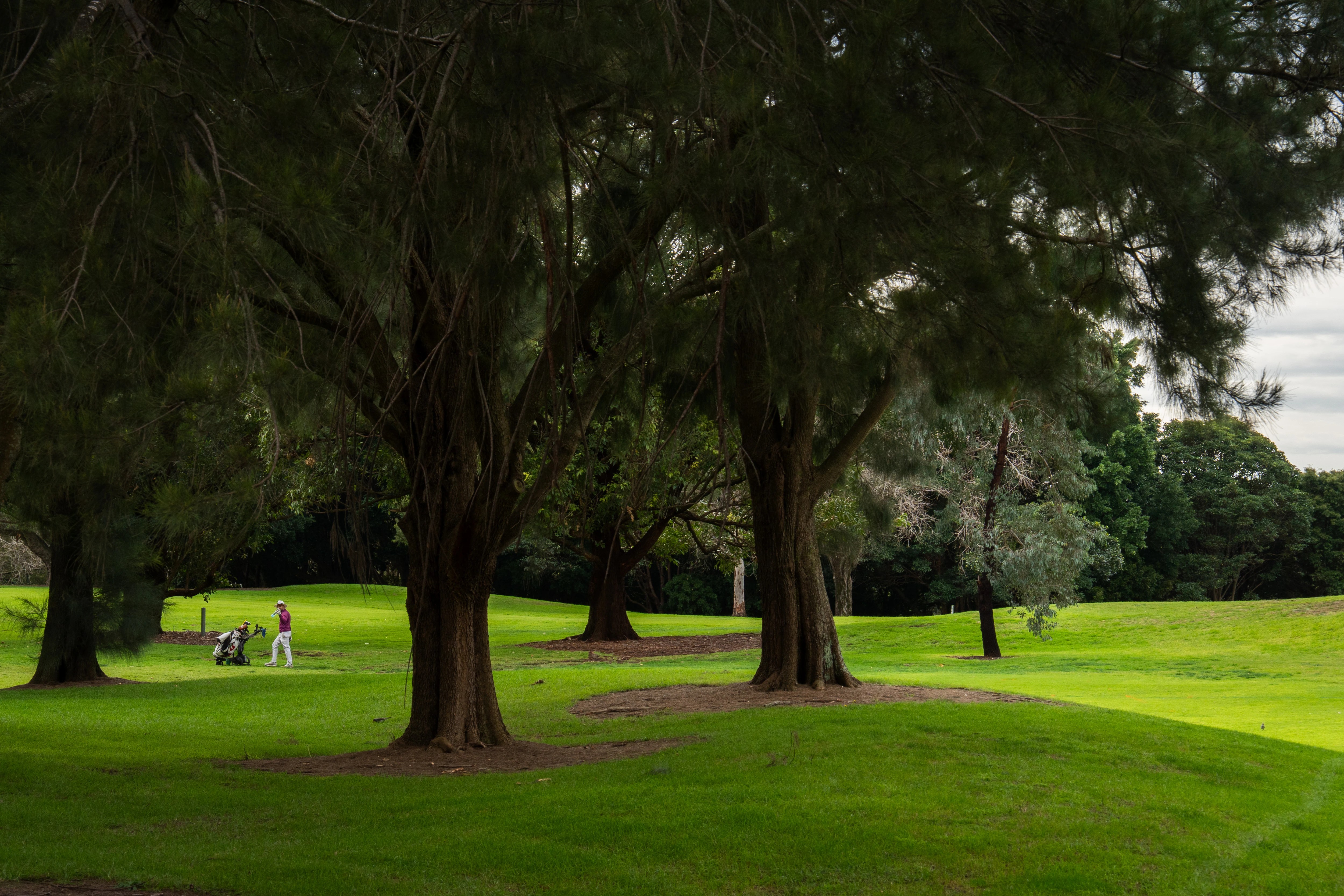 Moore Park Golf Course Transformation: New Green Space for Sydney (2026)