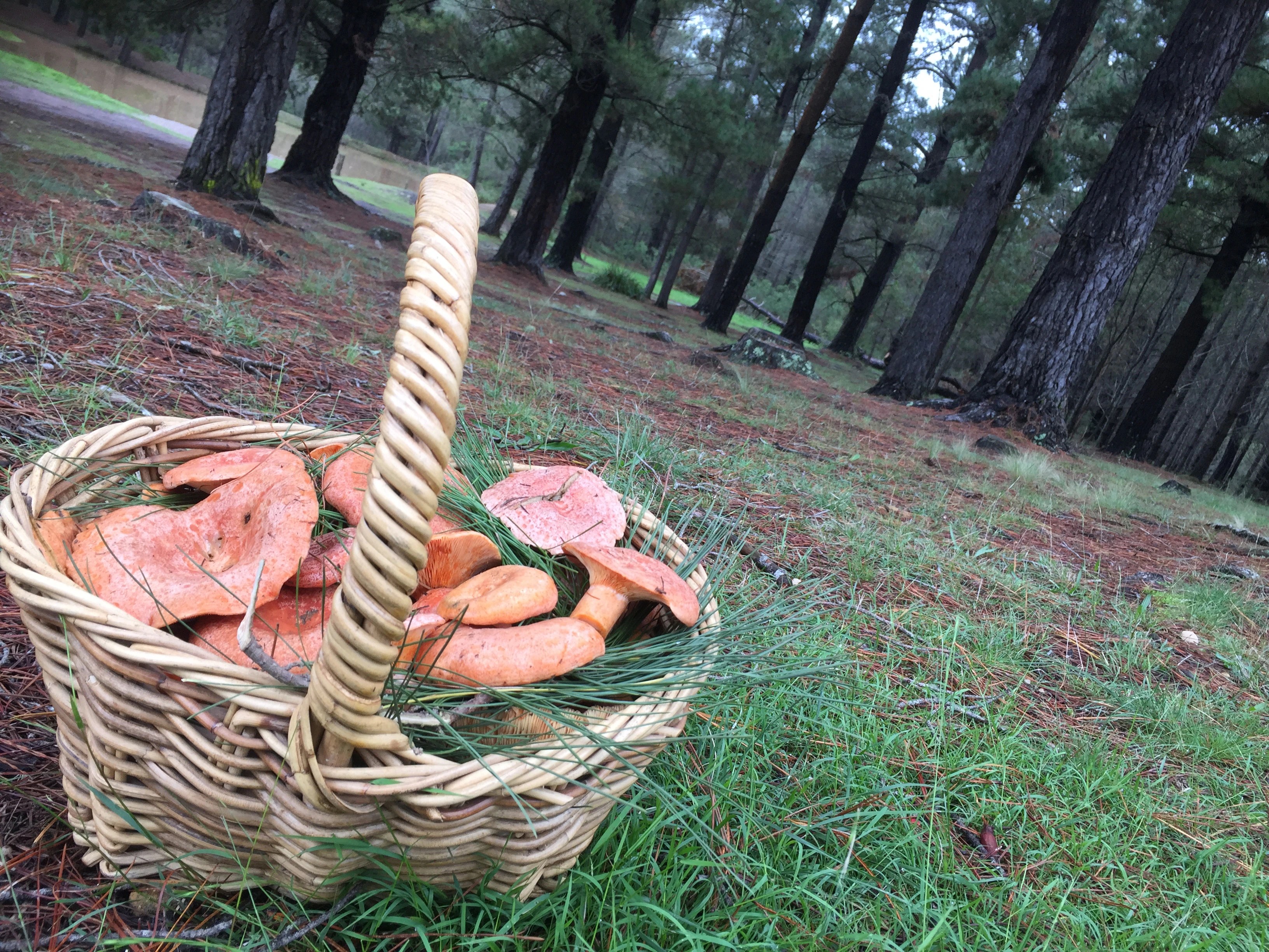 The Risks of Mushroom Foraging: What You Need to Know (2026)
