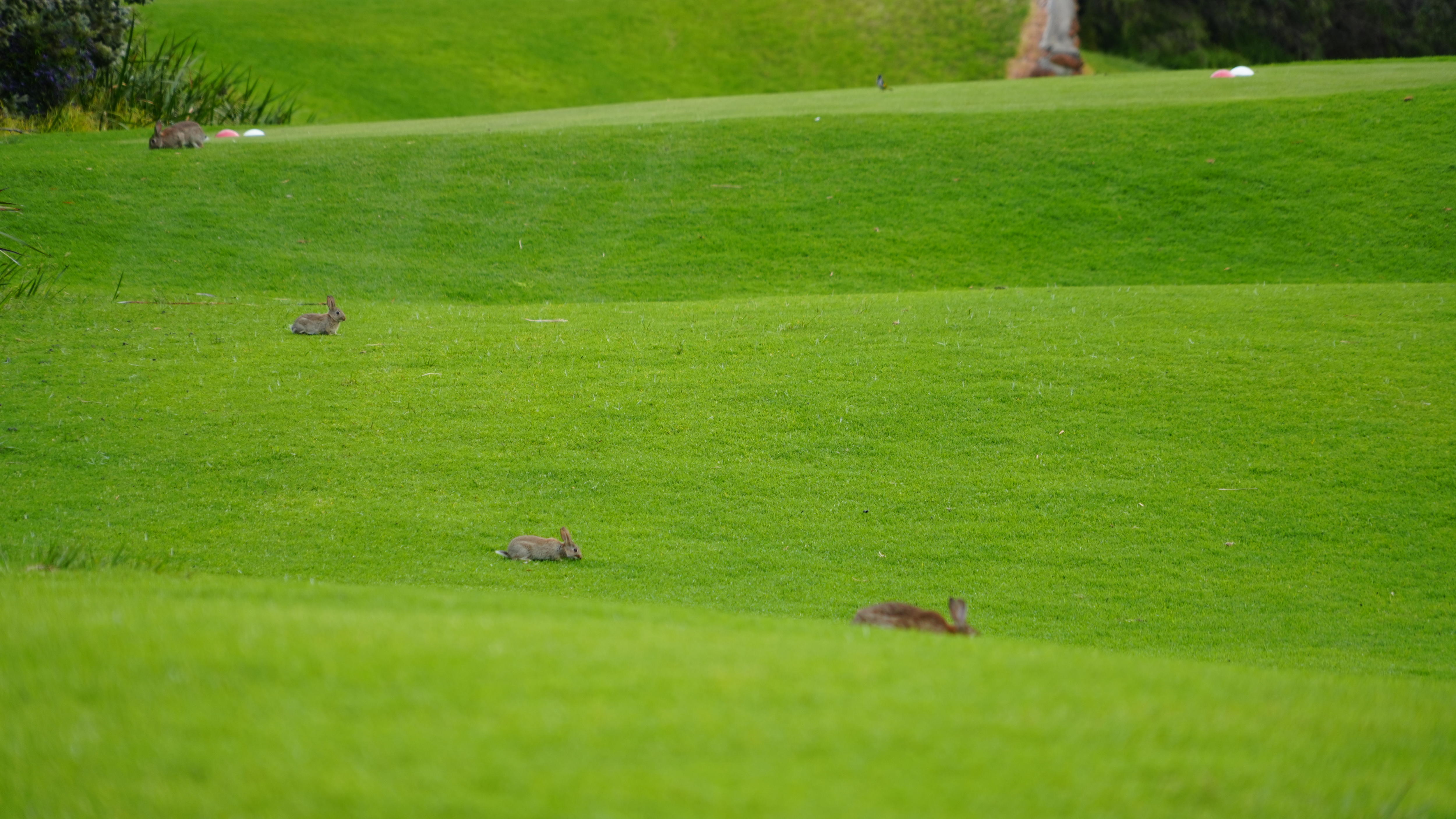 Australia's Rabbit Invasion: Golf Courses Under Siege (2026)