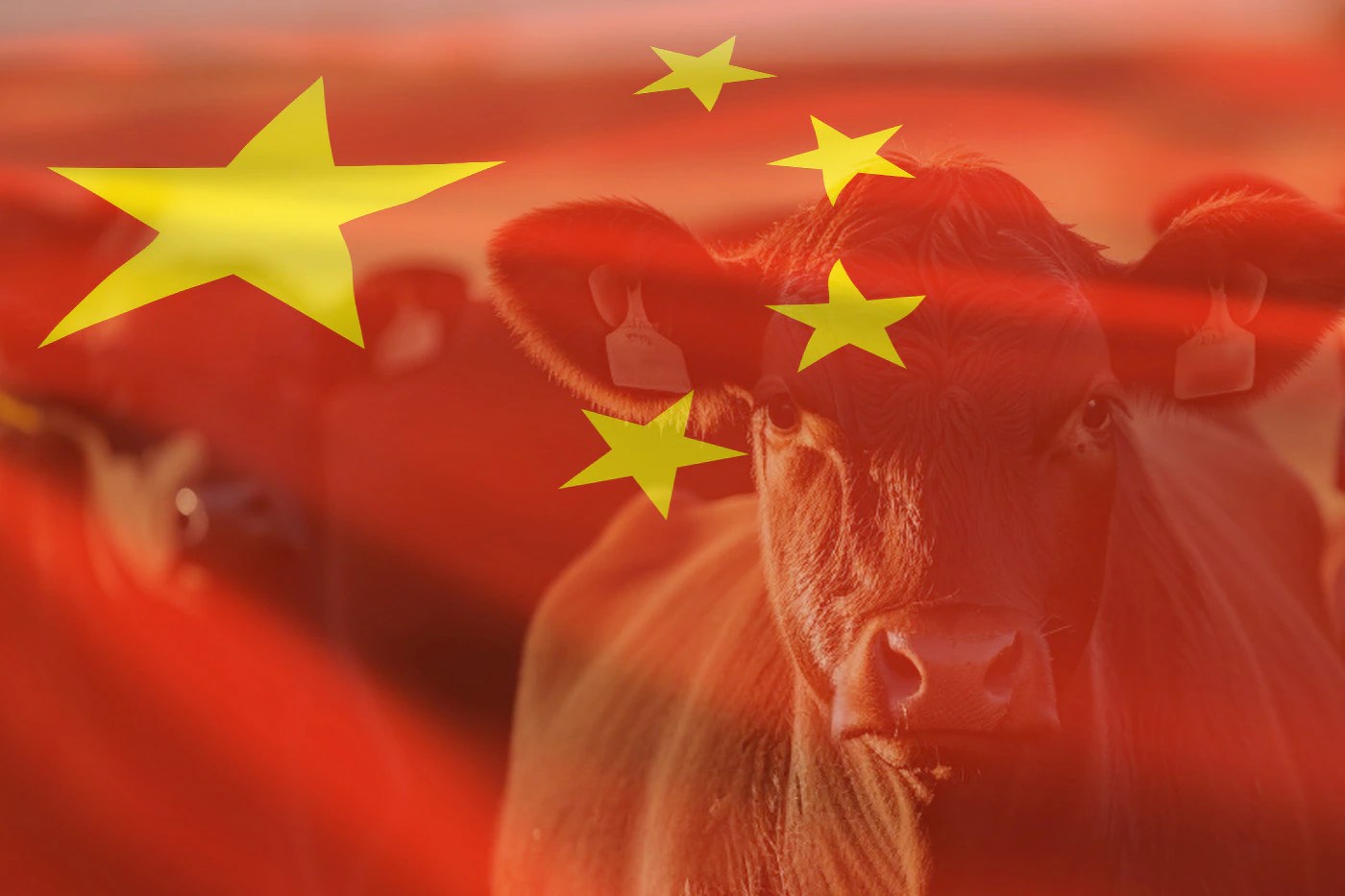 China's Beef Tariffs: Impact on Australian Exports and Global Market (2026)