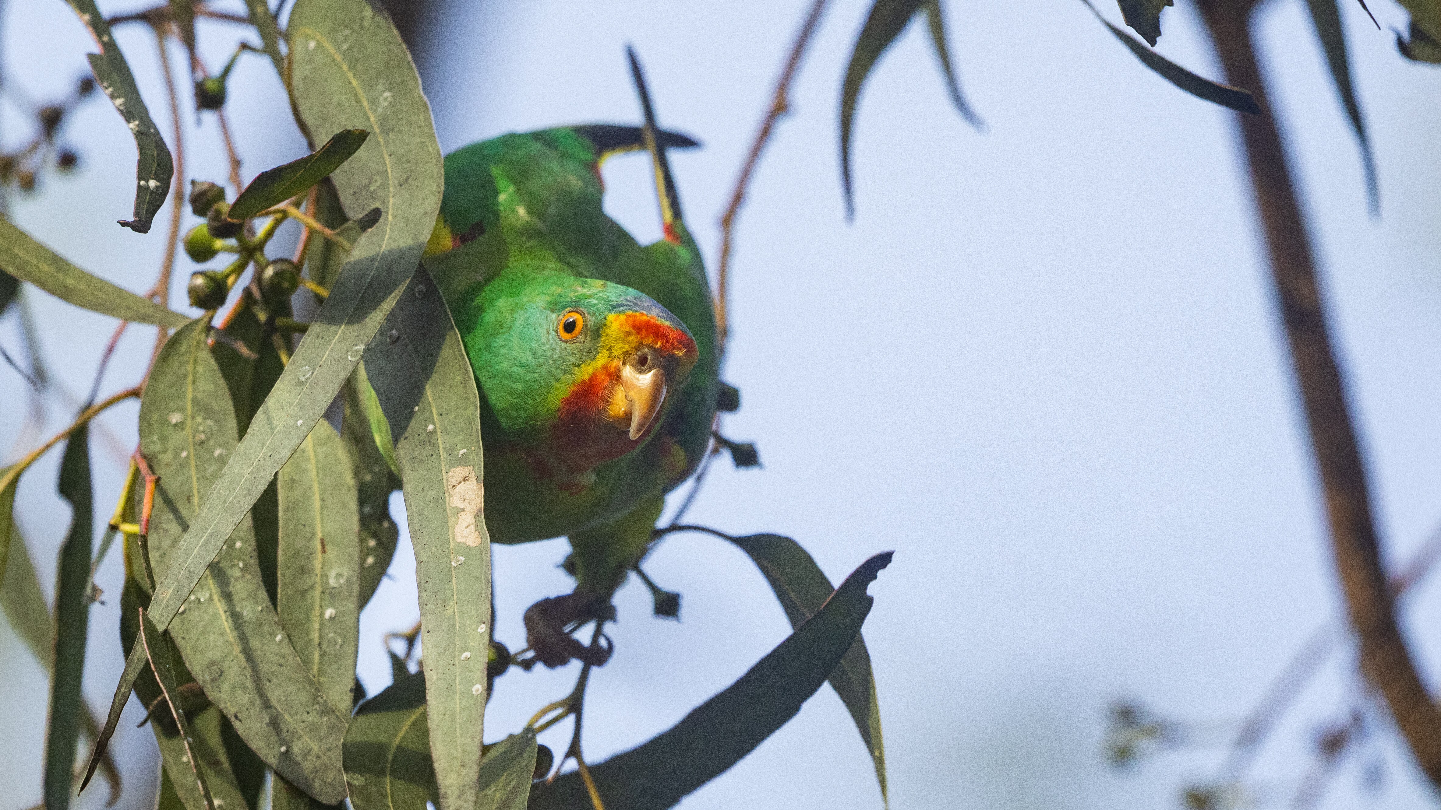 Critically Endangered Swift Parrots: An Exciting Sighting Near Port Macquarie (2026)