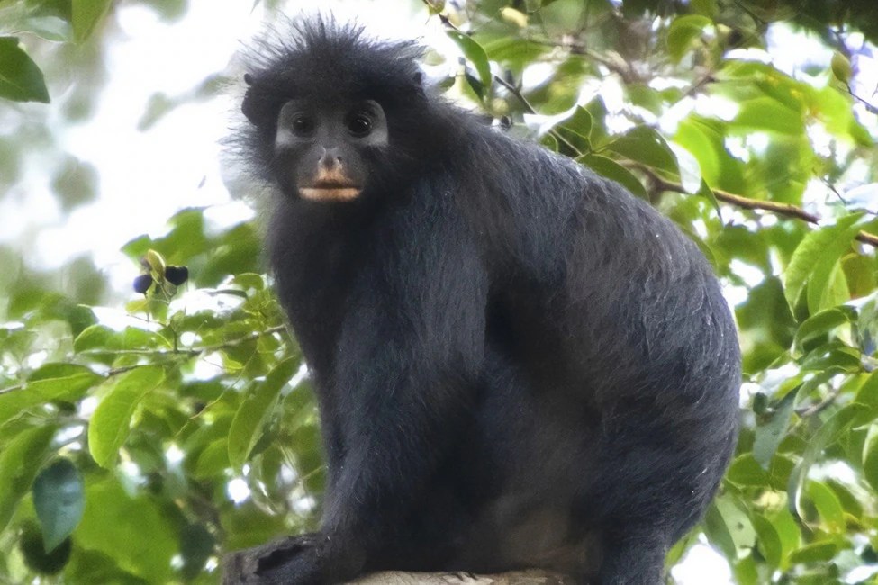 Unveiling the Mystery: Meet the New Monkey with Orange Lips in Congo (2026)