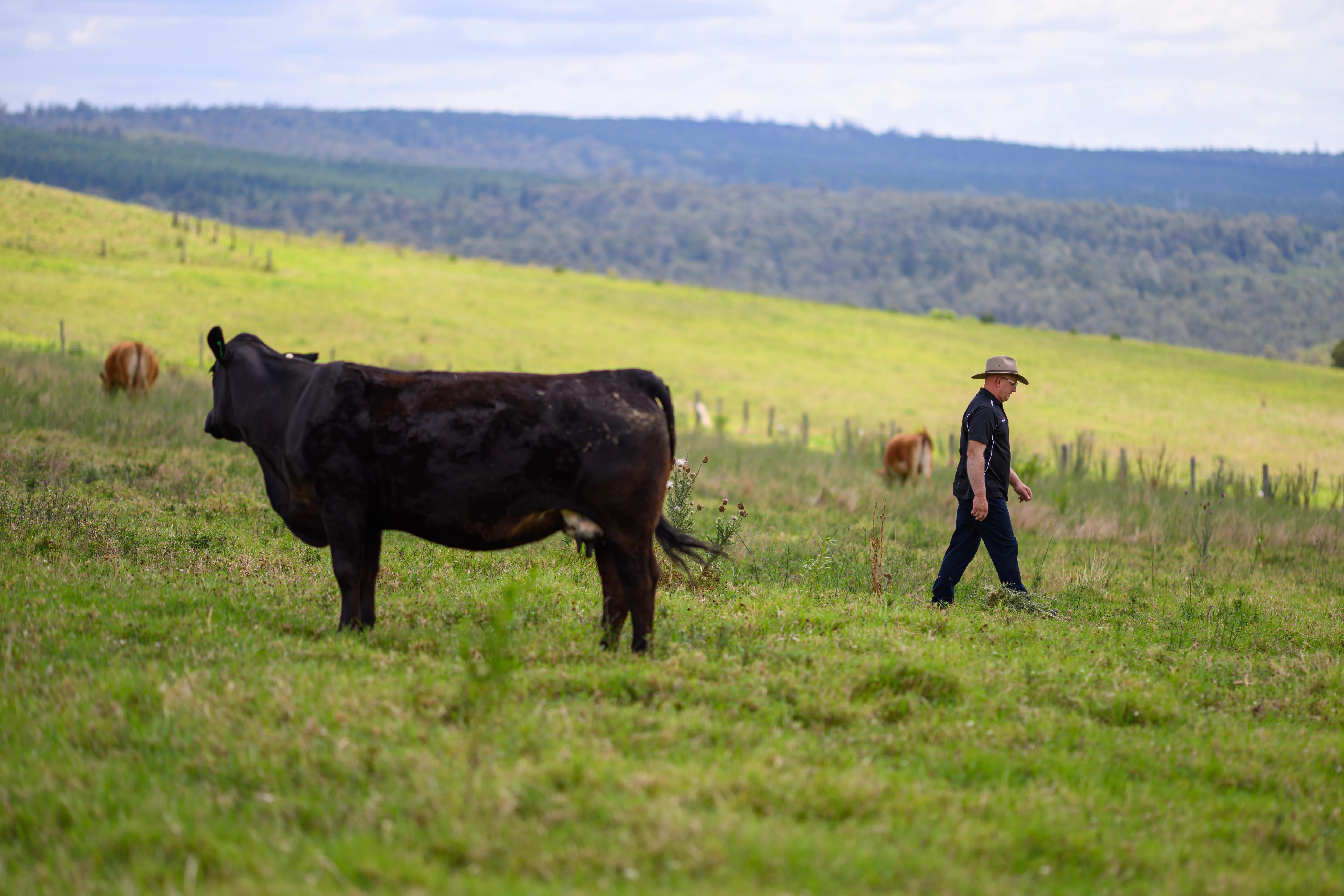 Queensland Family's Journey: From Cattle Breeding to Steak Searing (2026)
