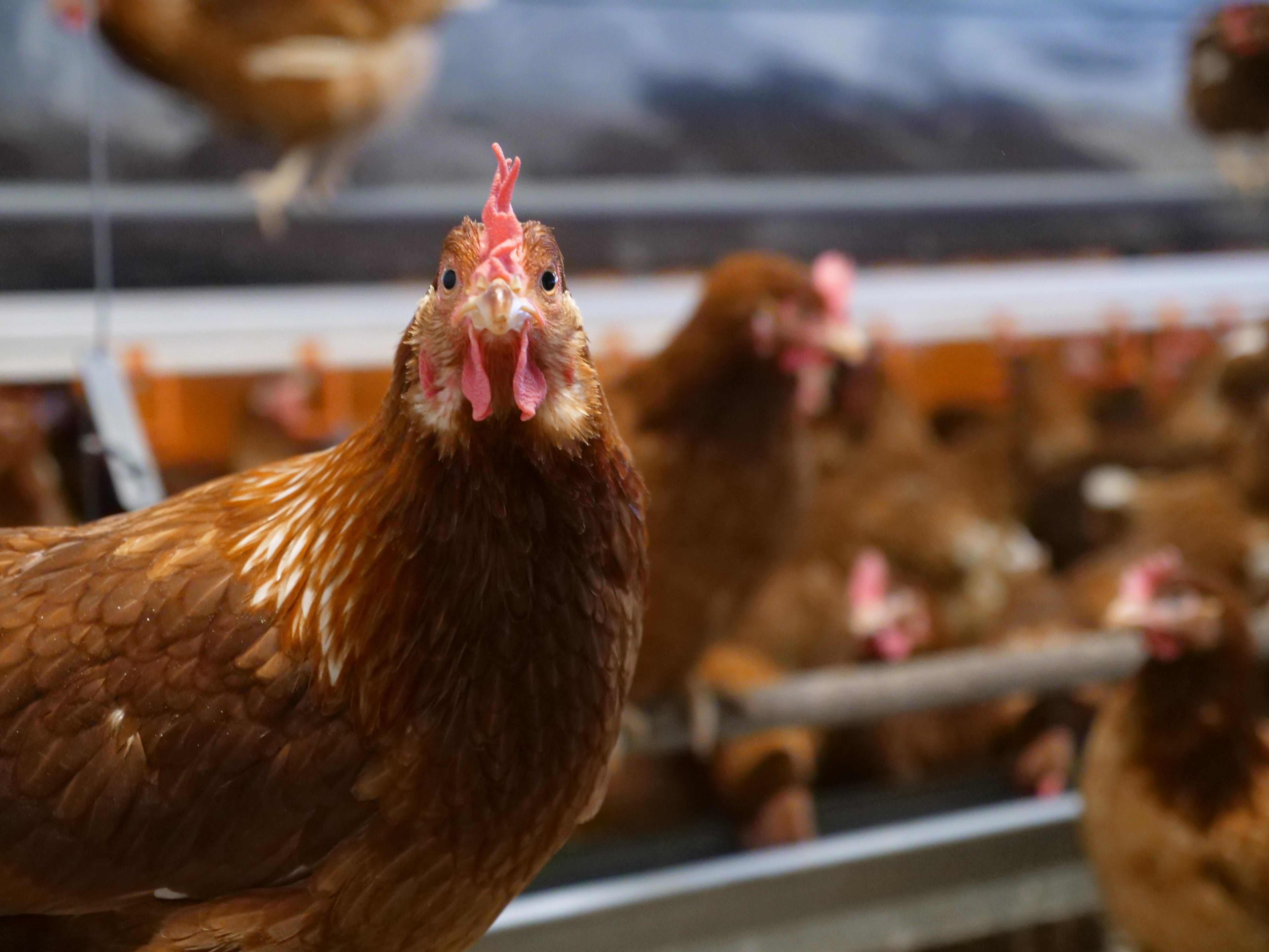 Bird Flu in Australia: Protecting Poultry and Wildlife | H5N1 Avian Influenza (2026)